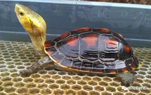巨头龟什么环境养,6厘米的龟要多大的环境