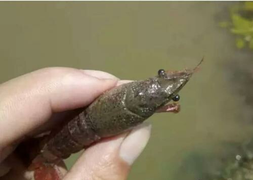 小龙虾常见疾病判断及防治方法,小龙虾塘纤毛虫处理办法