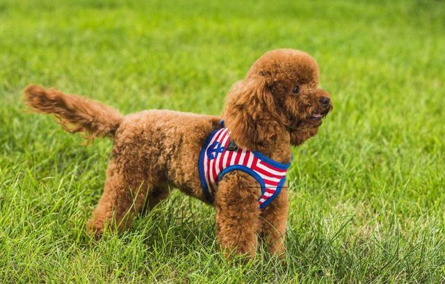 新手养泰迪近期注意事项,新手养泰迪需要注意什么事项