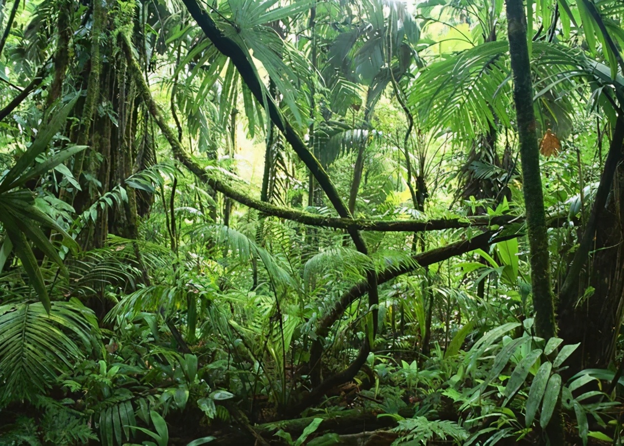 亚马逊翻船事故,亚马逊河翻船事故