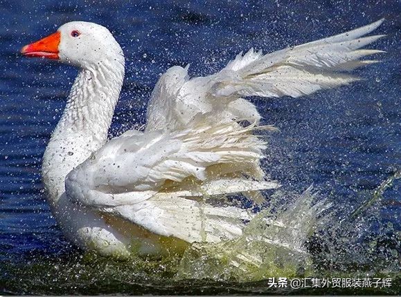 world of moncler羽绒服 (moncler羽绒服为什么这么贵)