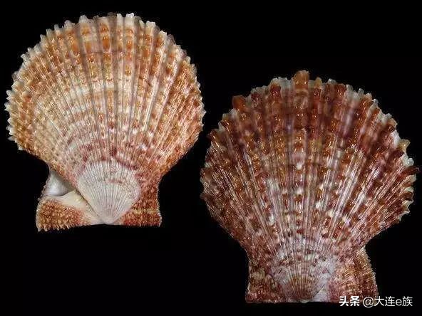 大连扇贝一年四季都有吗,大连的小扇贝叫什么