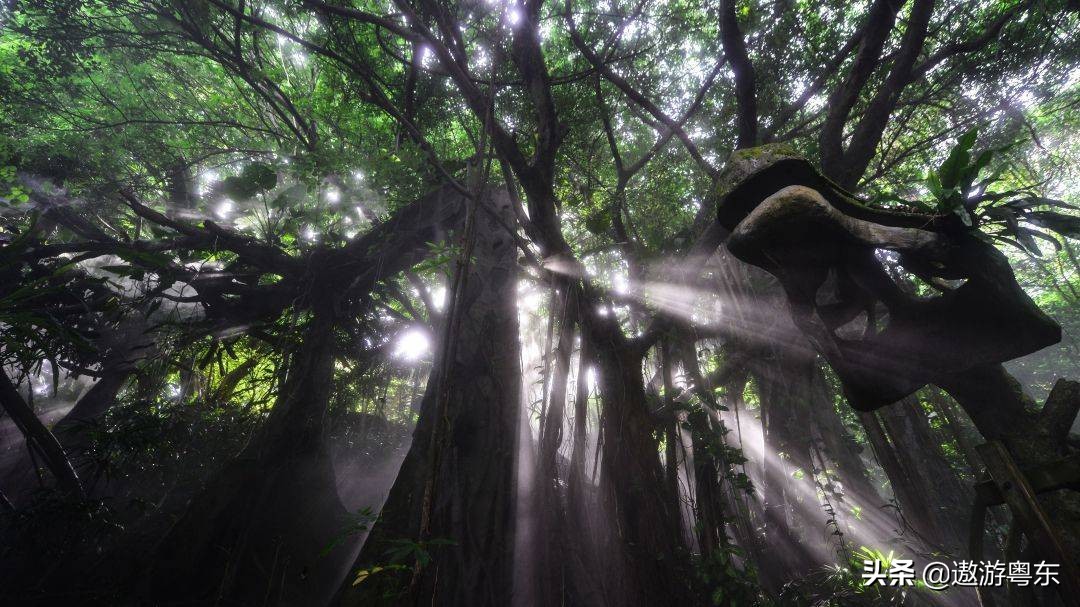 深圳南山区青青世界视频,青青世界深圳热带雨林