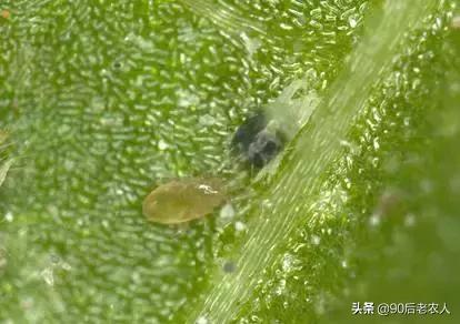 田间益虫是什么,田野益虫有哪些