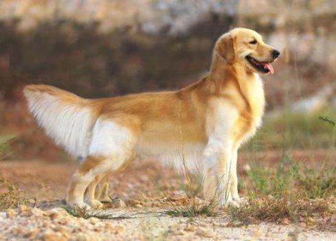 金毛犬究竟有哪些特征,正宗金毛犬有什么特征