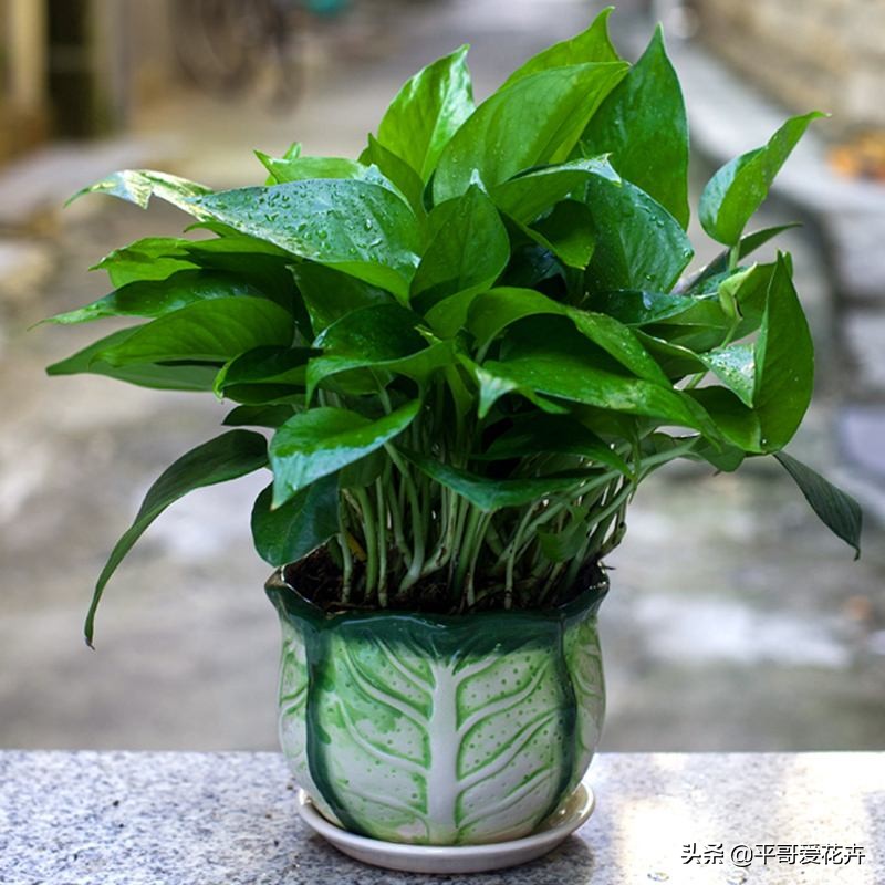 如何让绿萝1星期内死亡,家里芦荟根死怎么救活