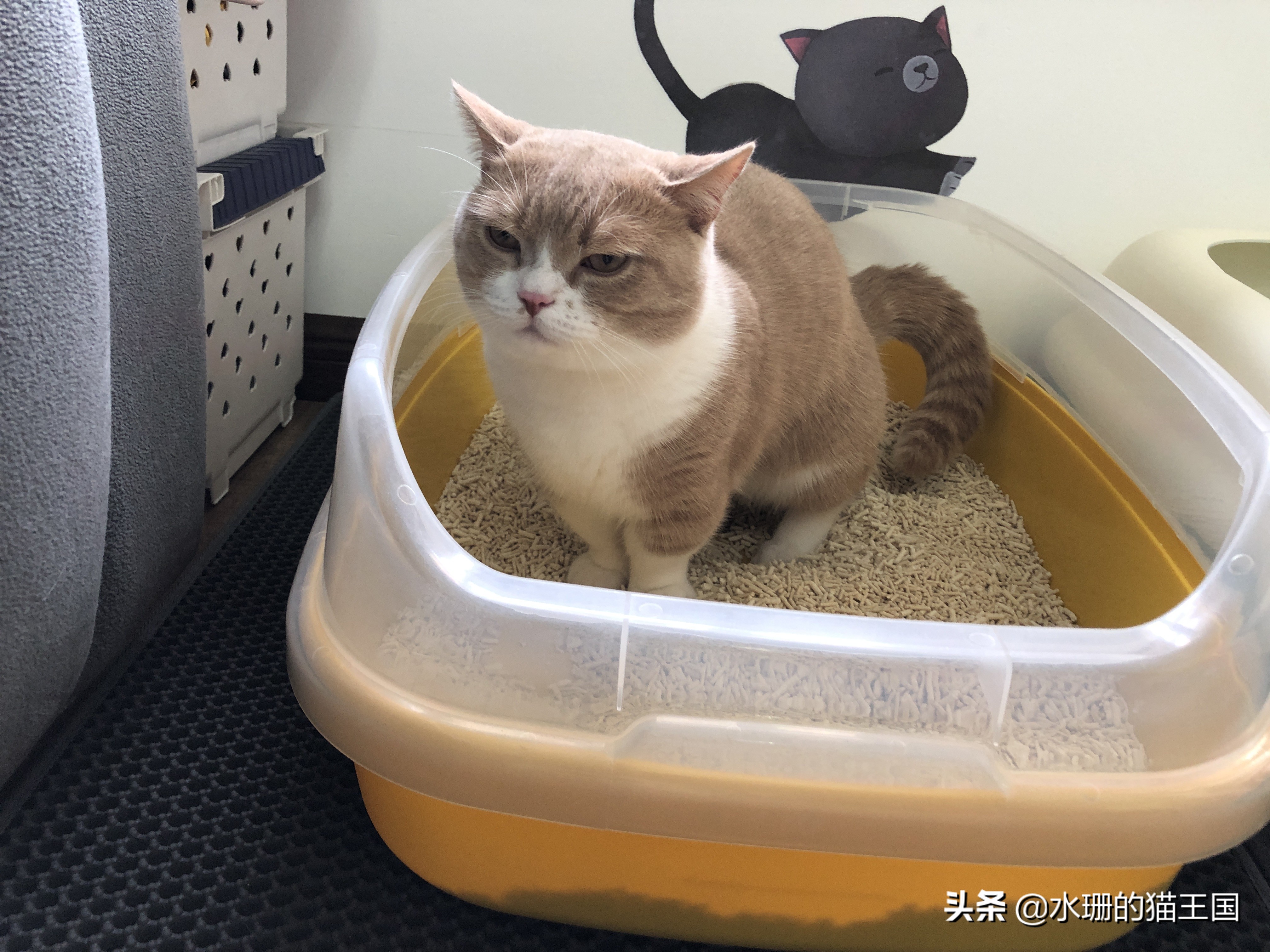 猫咪腹泻日常怎么办,猫咪腹泻紧急处理办法视频