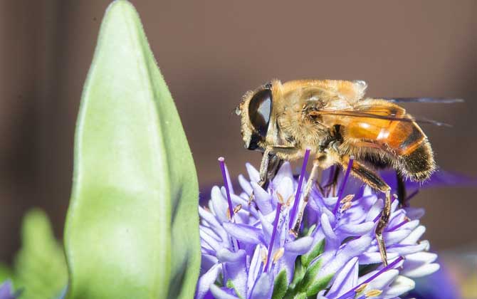 蜂子蛰了多久过危险期,蜜蜂蛰了多久过危险期