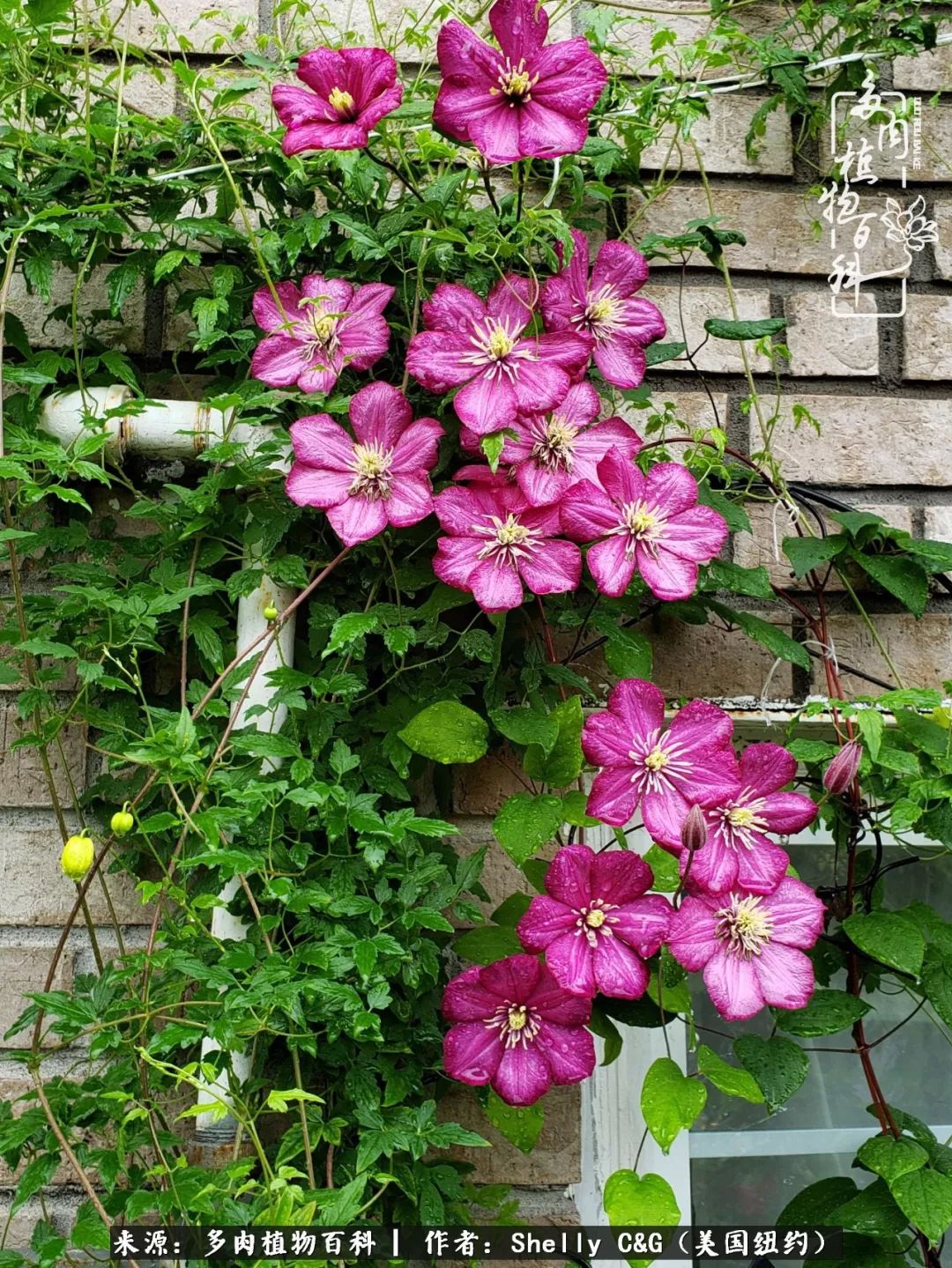 美国纽约有多少华裔人,美国纽约有多少个华人