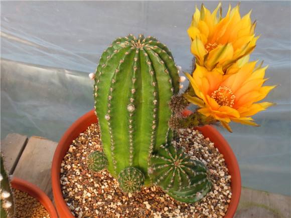 十个仙人球,最新30个仙人球品种