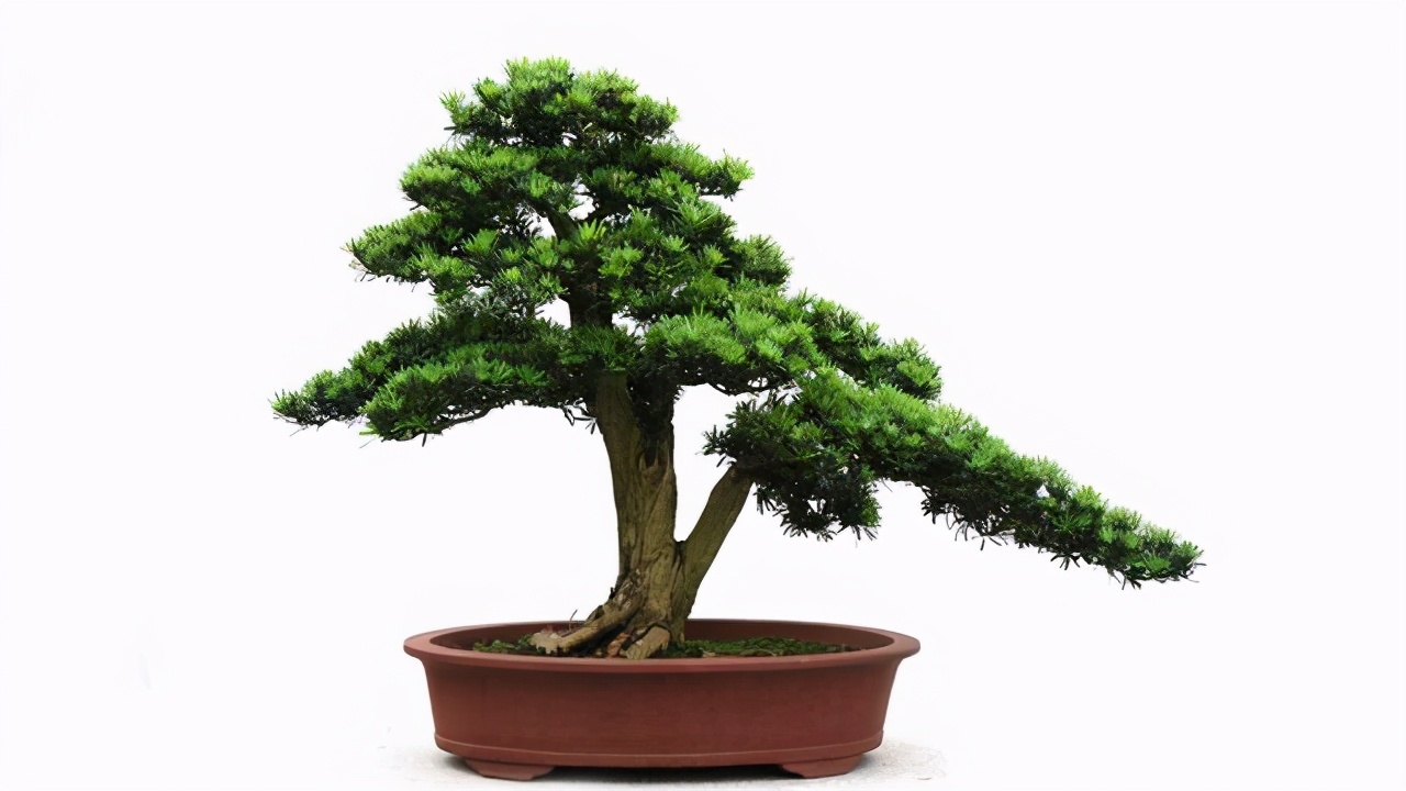 松柏翻盆时候盆面青苔要去除吗,松柏类树的换土方法