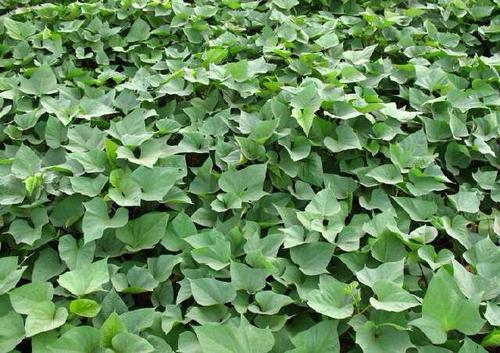 暑假之乐,暑假之趣600字