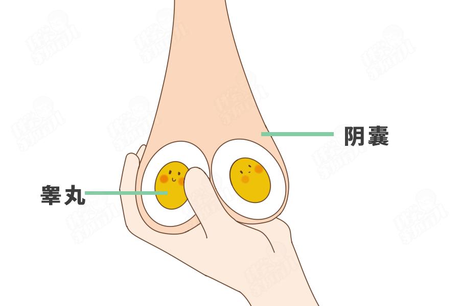 蛋蛋一高一低、一大一小正常吗?男娃5大*处私**问题,错不起