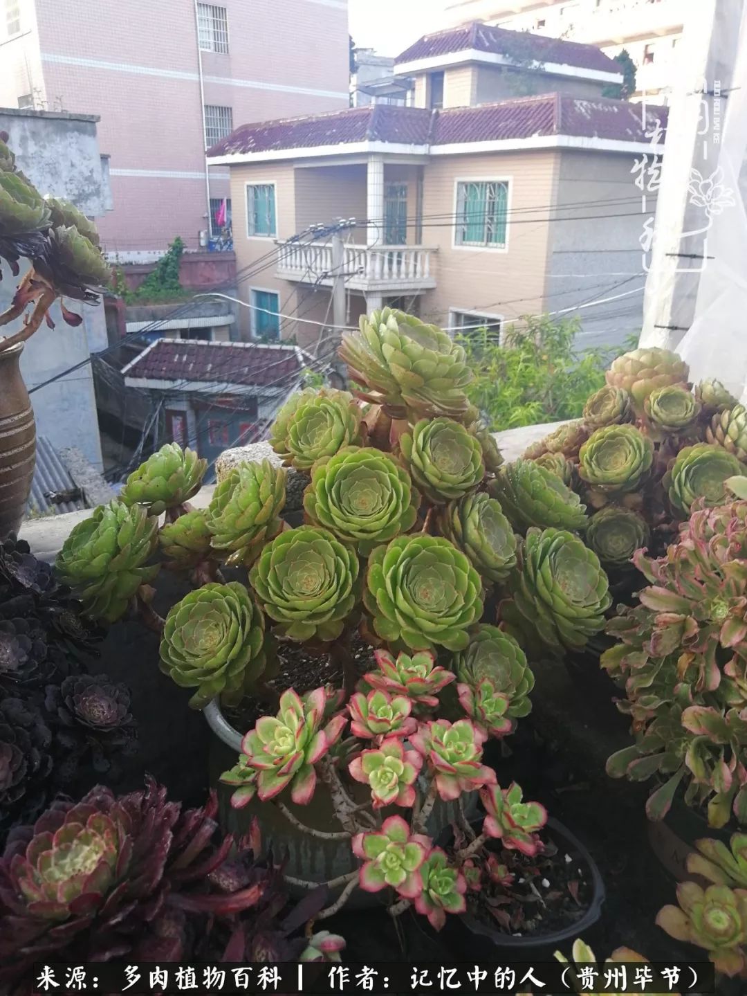 我心中的玫瑰原唱,我心中的玫瑰全部歌曲