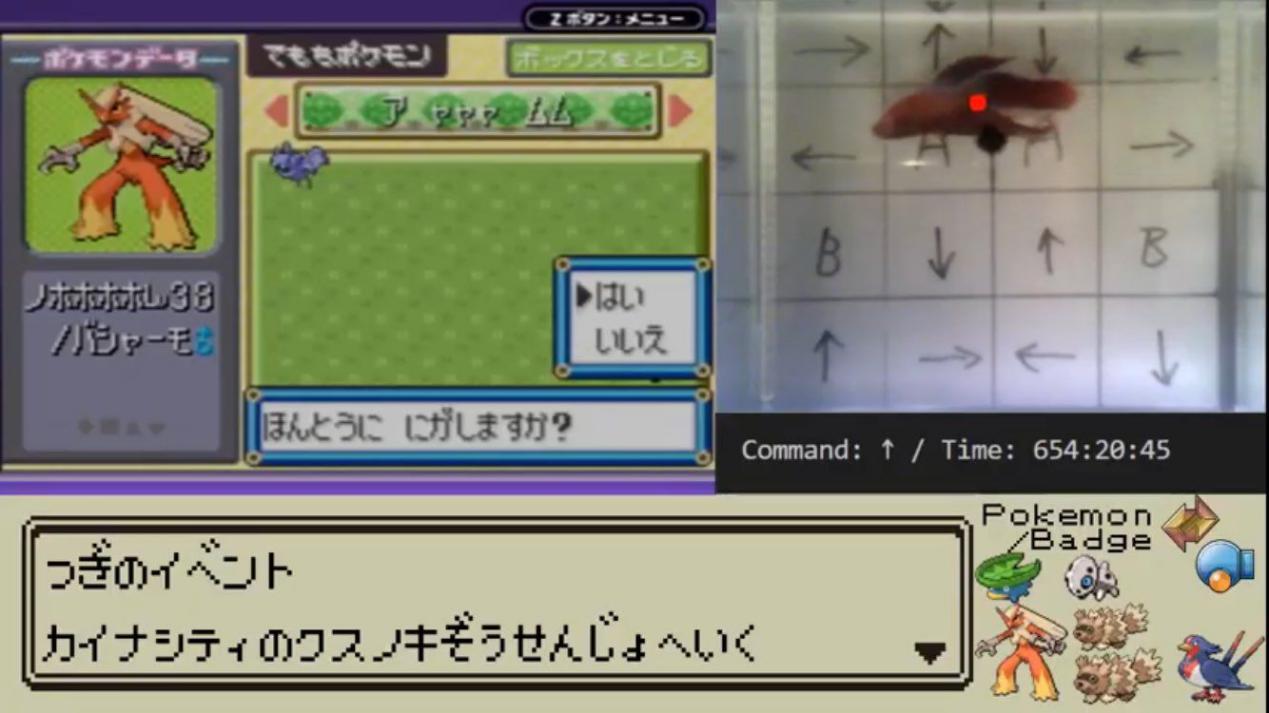 宝可梦探险寻宝如何卡bug,4条鱼通关宝可梦