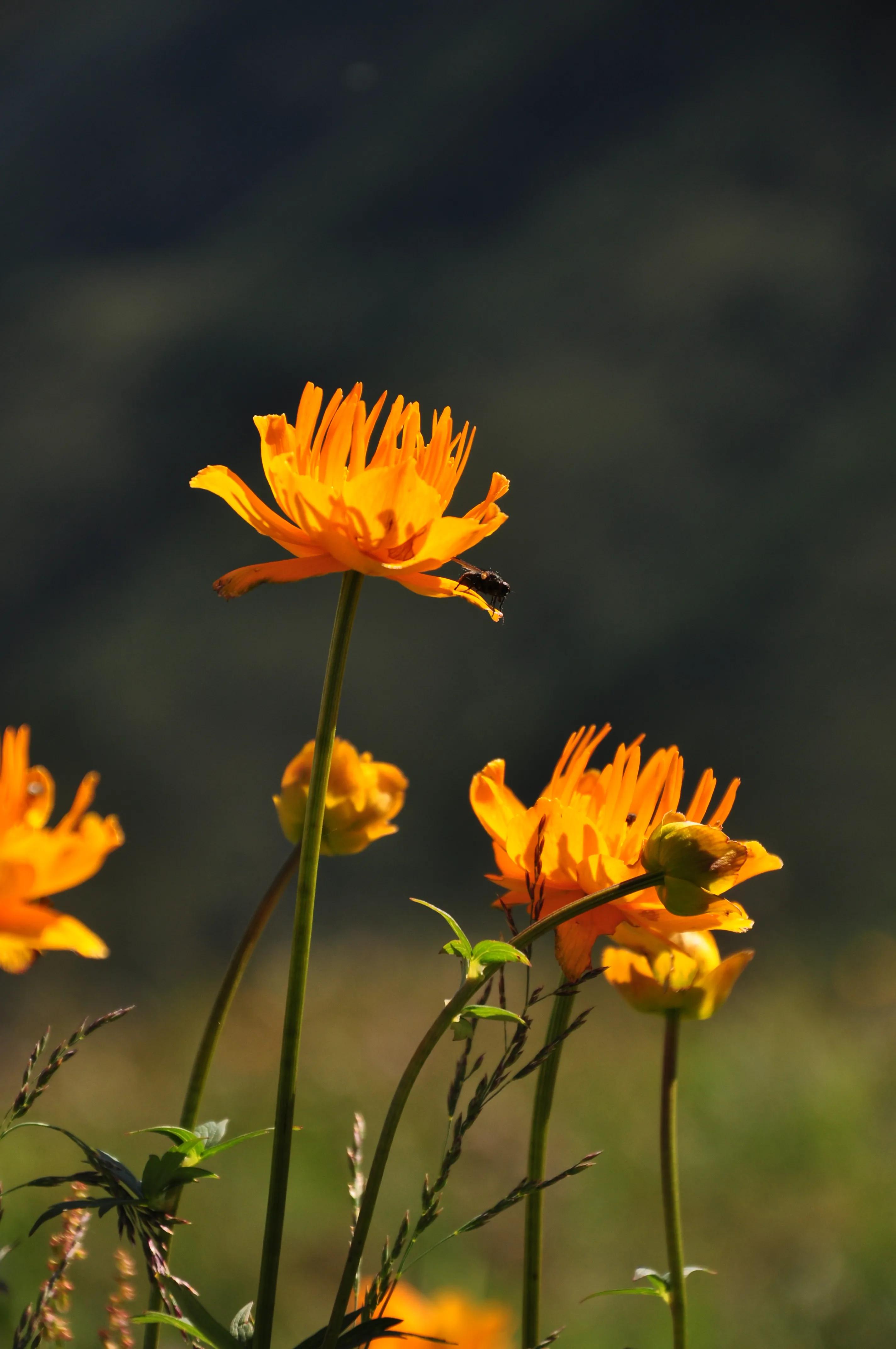 河北最高的小五台山晴空万里,河北的最高山峰小五台山海拔多少