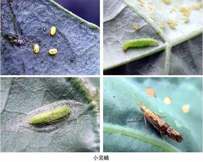 花菜苗期病害防治,花菜苗期移栽病虫害管理