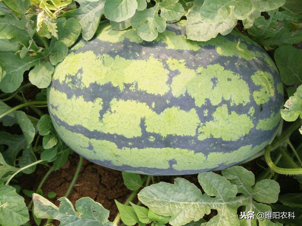 怎样的西瓜才更甜,要想西瓜甜用什么肥料