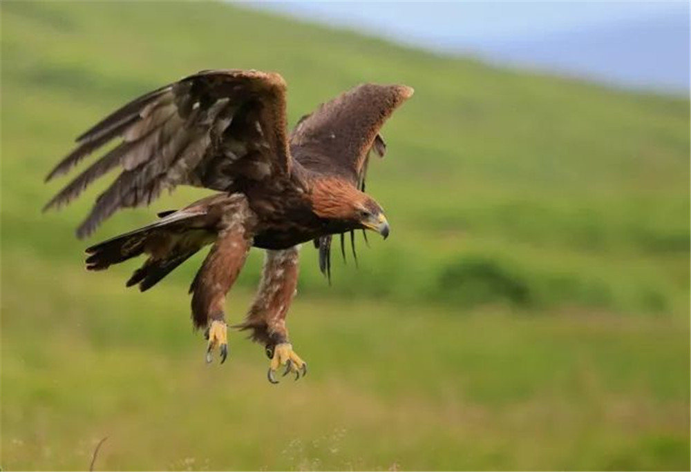 澶╁北鍑虹幇闆惫,閲戦洉鏃辩嵀娓搁毤