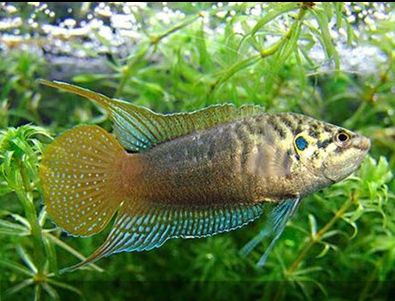 最适合新手养的小型淡水热带鱼,十大适合新手养的中大型热带鱼