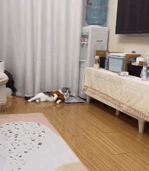 好不容易养大的猫被猪拱了,猫为什么喜欢被猪拱