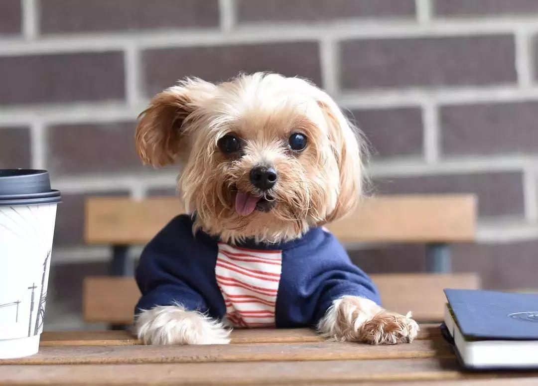 什么体型的约克夏好养,约克夏幼犬吃什么长得快