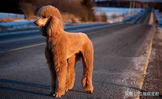 泰迪跟贵宾的区别是什么,分不清泰迪和比熊