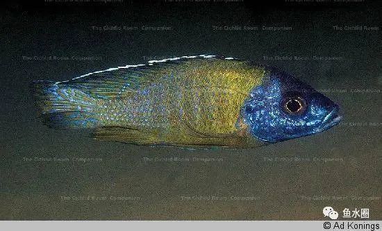 三湖慈鲷马鲷孔雀珍珠系能长多大,三湖慈鲷之孔雀