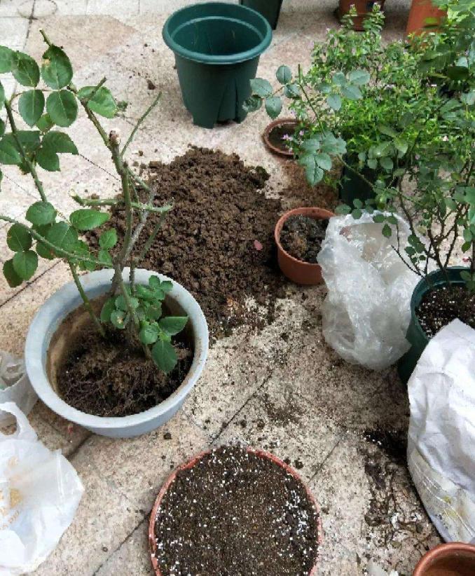 不花钱自制养花土可以吗,养花用过的旧土怎么处理