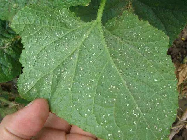 10种常见农药能治这么多病,100种农药大全及作用