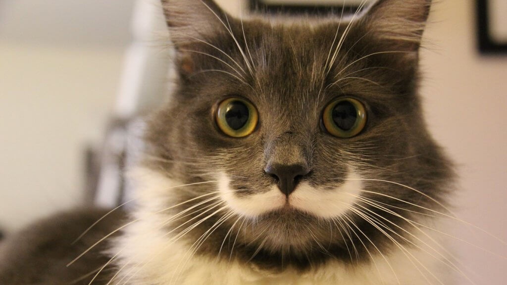 猫为什么在空中可以调整身体,猫为什么可以在空中自由翻转