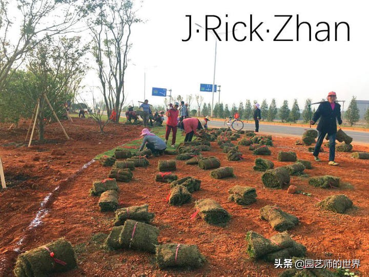 果岭草坪的种植养护方法及技巧,怎么种植一个可以躺的草坪