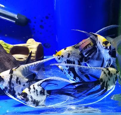 观赏鱼总是打架受伤怎么办,蓝鲨观赏鱼身体被咬外伤怎么办