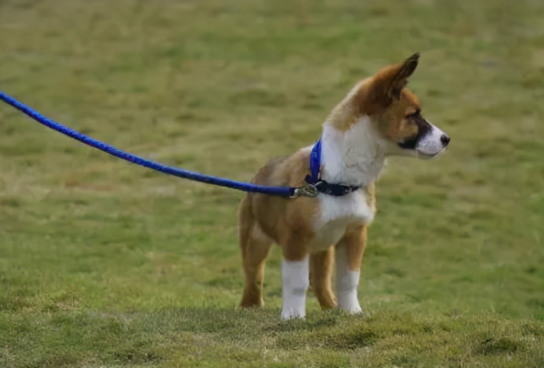 真铲屎官出门遛狗正确方式,为什么铲屎官不建议养狗