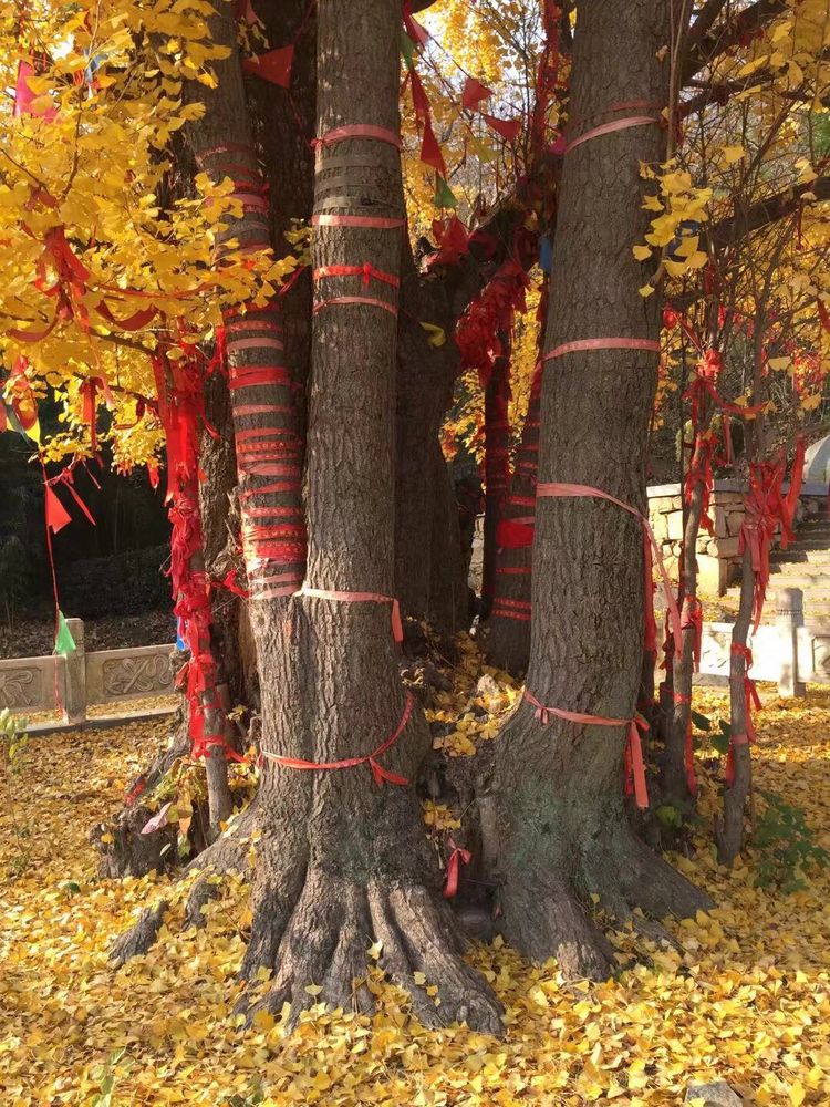 临沭冠山银杏树,临沭冠山道教