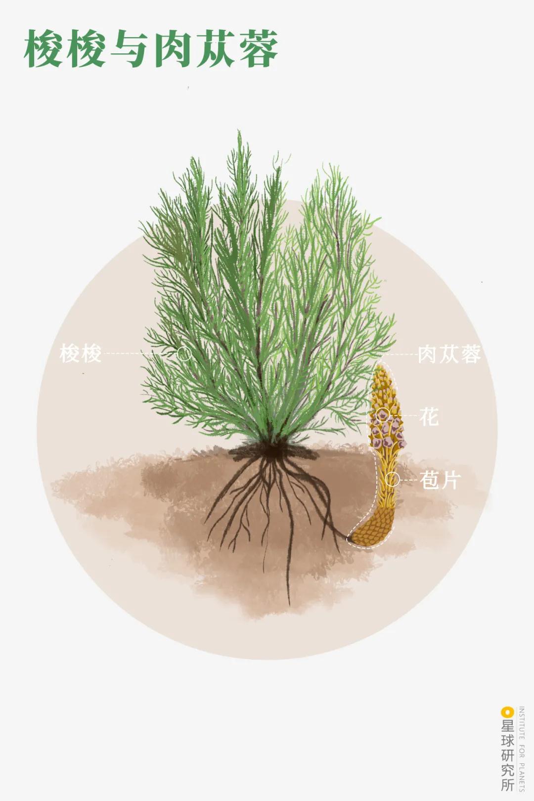 中国植树造林面积,中国植树造林成果国外有什么看法