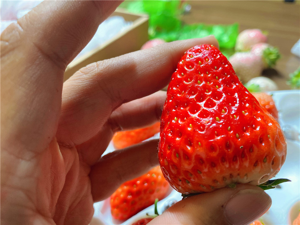 如何在网上买到真草莓,怎么在网上买正宗丹东草莓