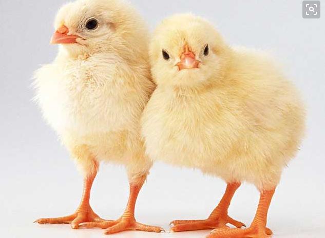 鸡鸭鹅病用药配方,鸡鸭鹅喂什么药可预防多种疾病