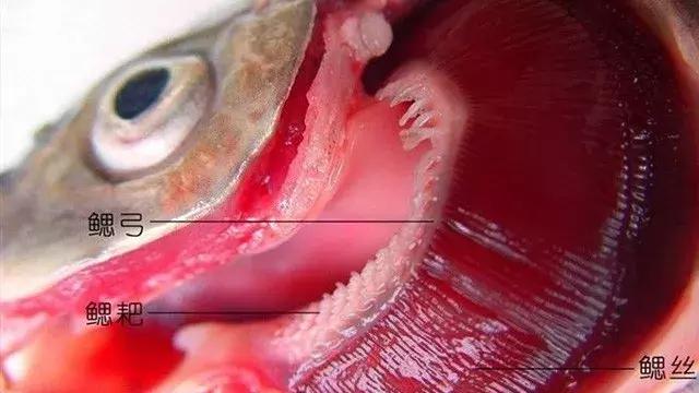 亚马逊里面有一种软软的凶猛的鱼,亚马逊凶狠鱼类