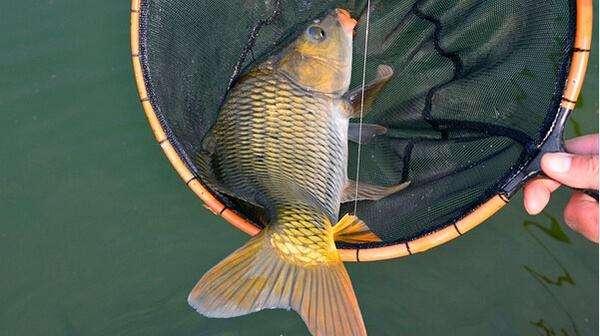 野钓鱼身上有没有寄生虫怎么看,钓上来的鱼会不会有寄生虫