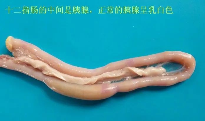 家禽常见疾病及检测方法书籍,家禽养殖疾病诊断