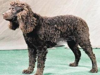 每日一狗柯基哈士奇,美国猎犬大全