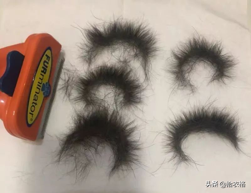 为抢玩具狗子跳起电臀舞！这么搞笑的屁屁可以看一年