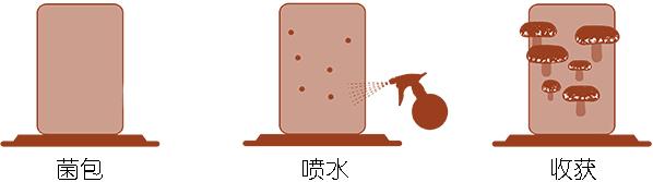 在家种蘑菇菌包靠谱吗,家种蘑菇菌包