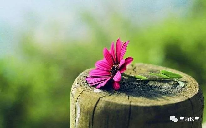 初美优选樊莉莉：回忆录（十五）