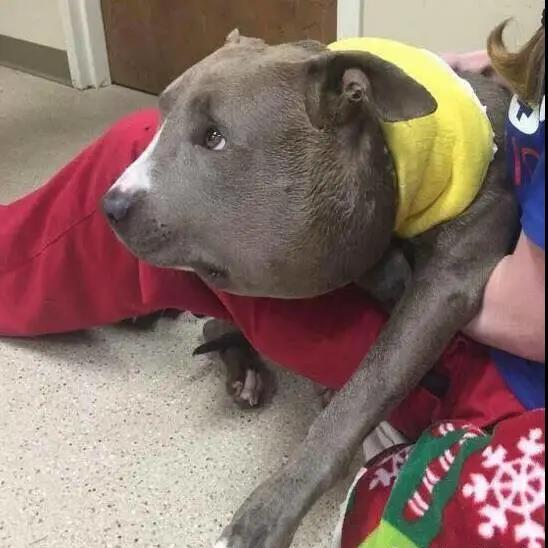 狗狗脑袋比身体大，以为是被蜜蜂蛰了，近看才发现