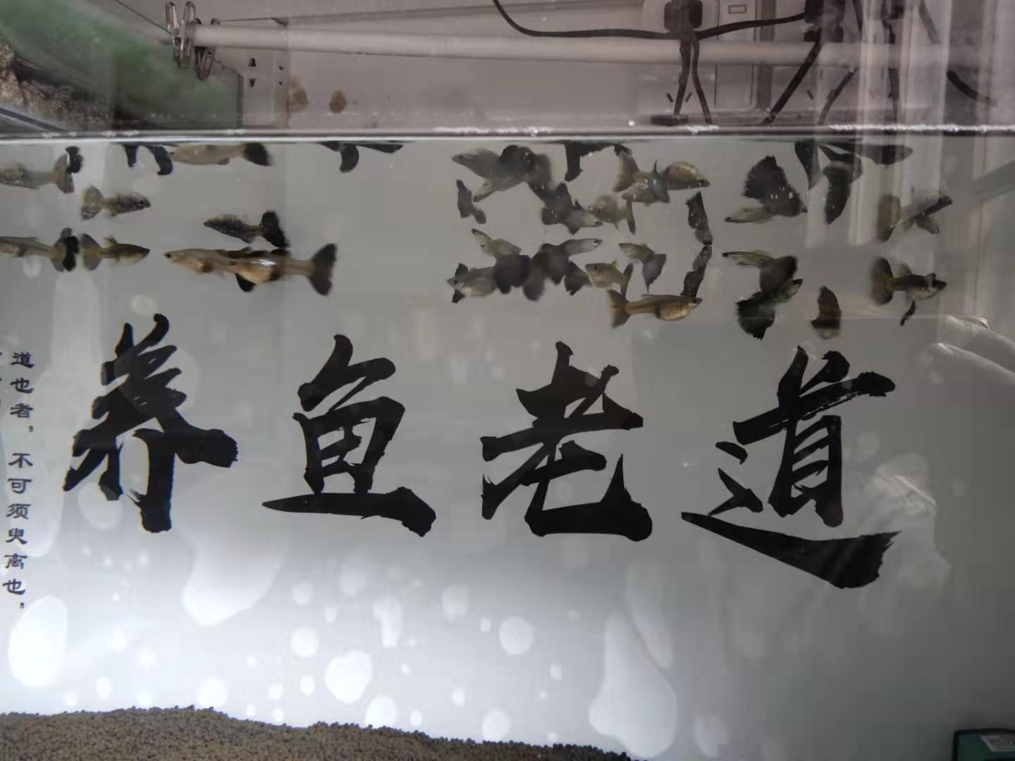 孔雀鱼刚到家怎么处理,怎么判断孔雀鱼生病了