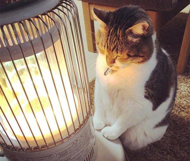 猫咪冬天会怕冷吗,有毛不耐寒的动物