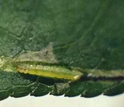 樱桃病虫害防治时间,樱桃病虫害防治及管理专家