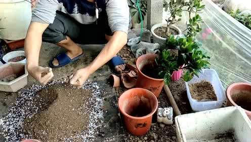 干枯栀子花换盆正确方法,栀子花老叶片怎么处理